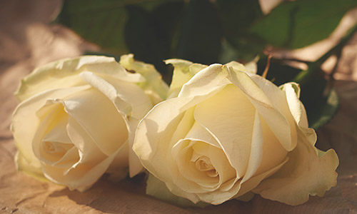 white-roses
